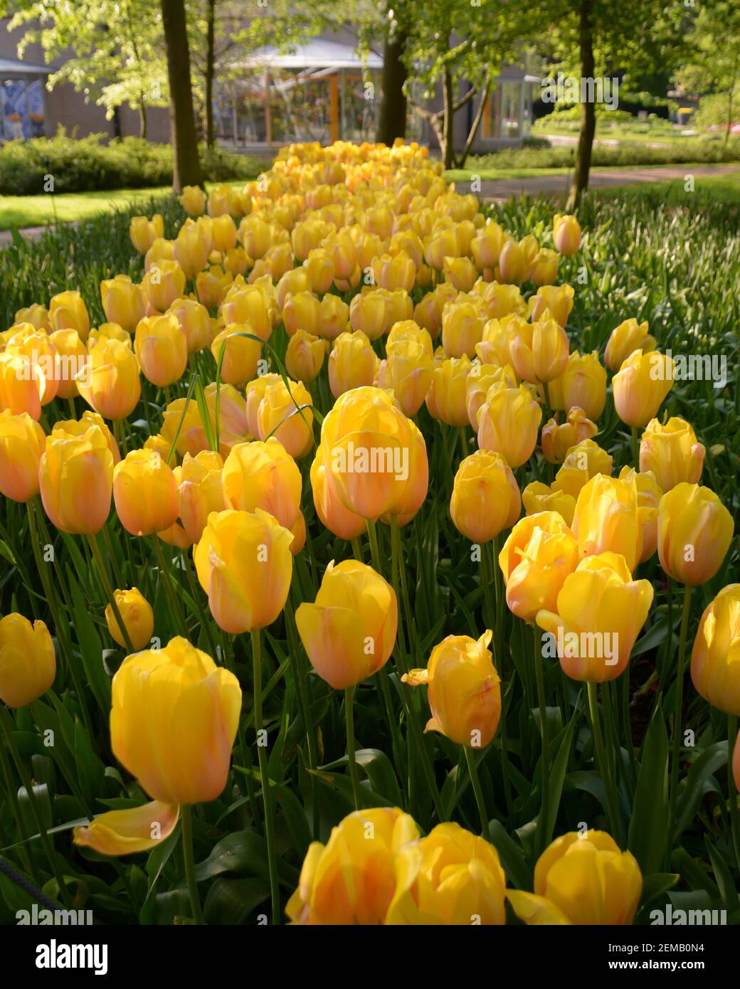 Bei tulipani gialli luminosi in piena fioritura nei campi di tulipani di Amsterdam, Paesi Bassi. Foto Stock