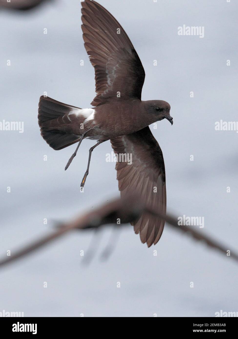 Wilson's Storm-Petrel (Oceanites oceanicus), in mare - volare su Humboldt Current - vicino al Cile centrale 10 marzo 2020 Foto Stock