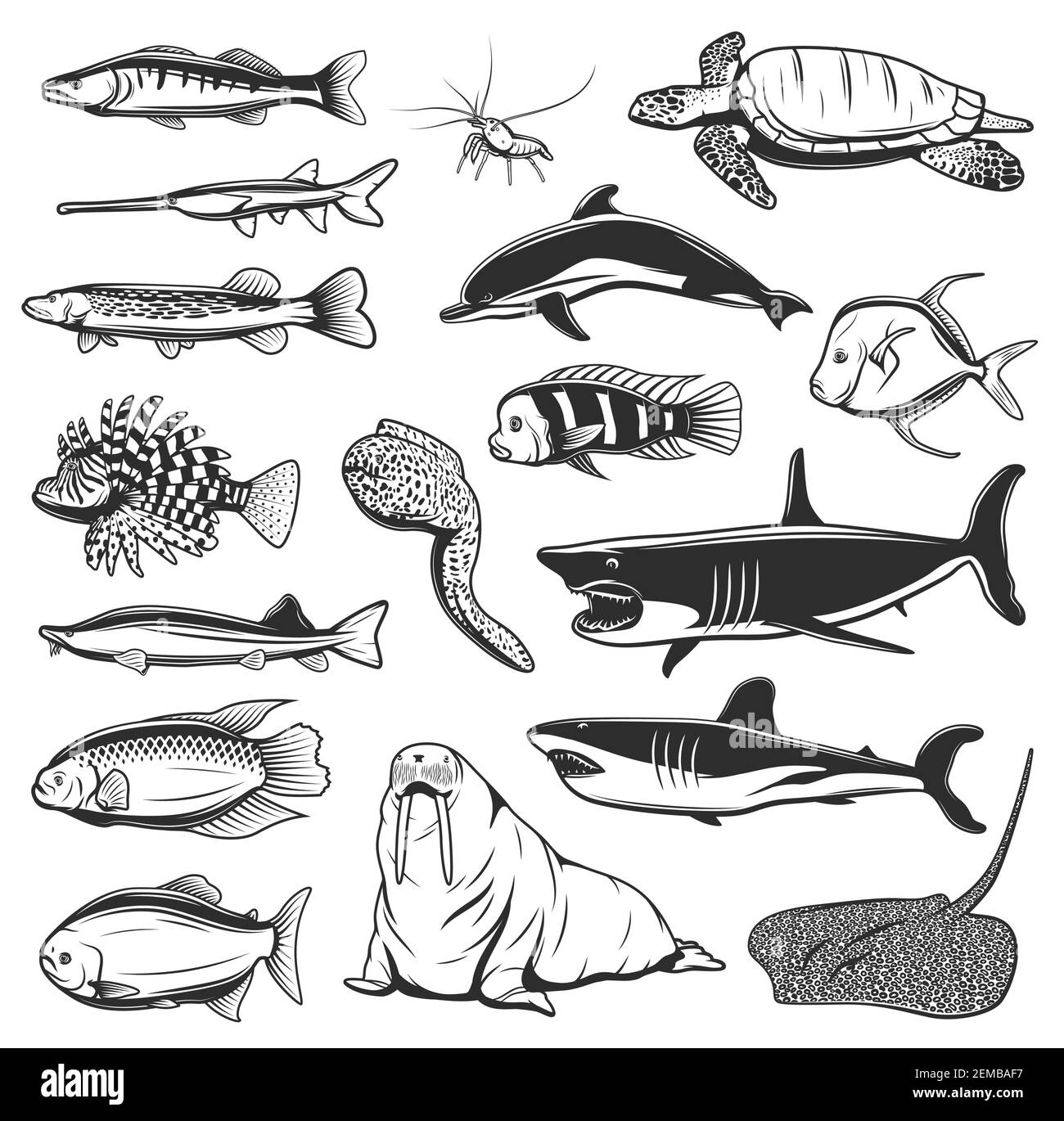 Pesci di mare e animali disegno vettoriale con icone isolate di squali oceanici, delfini, gamberi o gamberi, tartarughe di mare, anguille morene, stingray e luccio, wallus, lio Illustrazione Vettoriale
