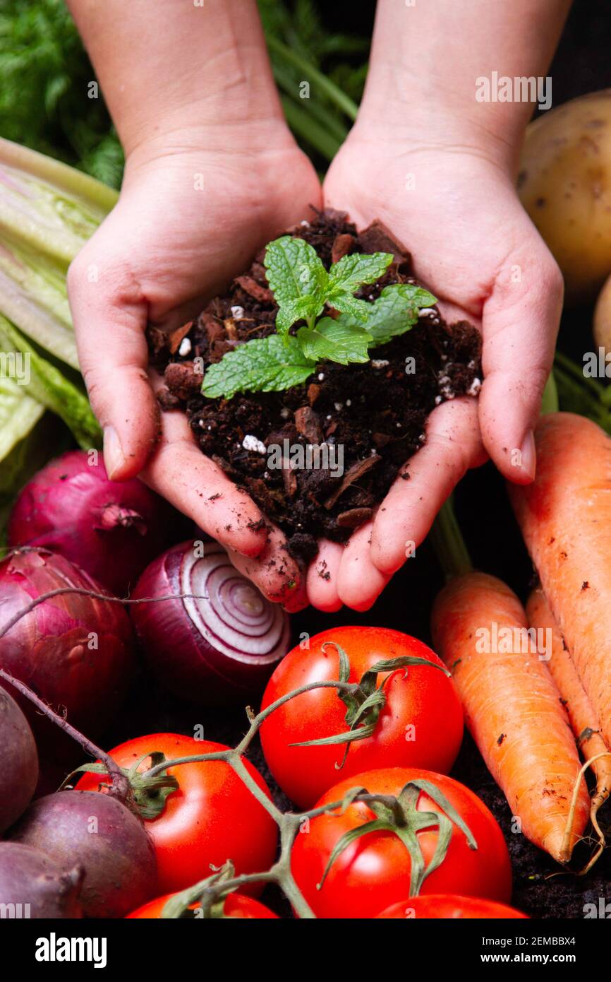 Mani con suolo e verdure intorno Foto Stock