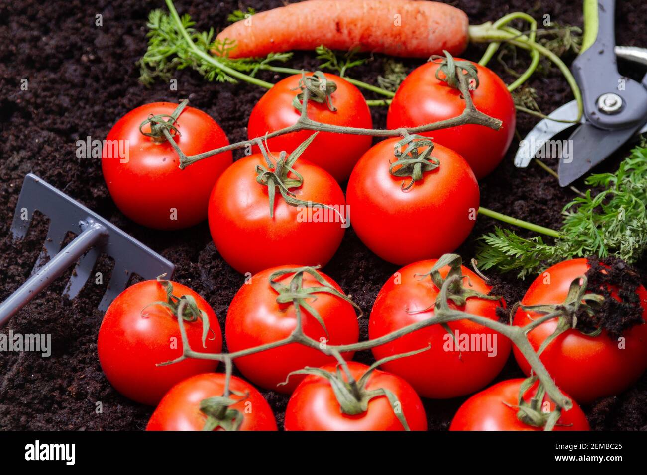 Pomodori e carote in giardino Foto Stock