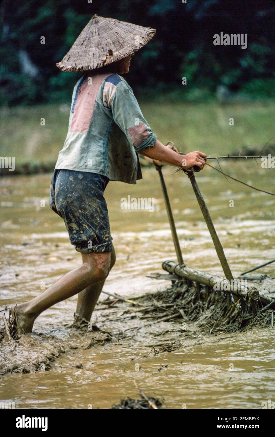 Trapianto di riso, Vietnam del Nord, giugno 1980 Foto Stock
