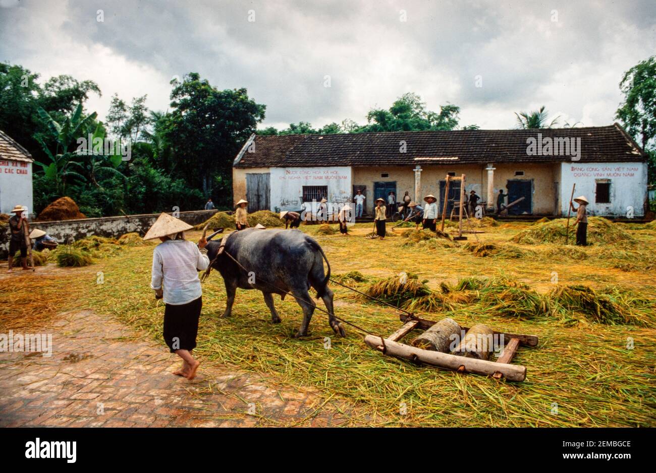 Trapianto di riso, Vietnam del Nord, giugno 1980 Foto Stock