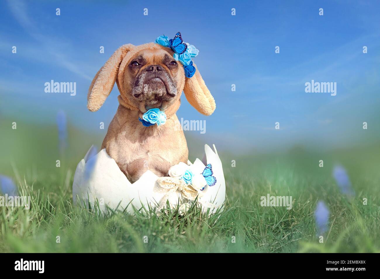 Bulldog francese vestito come coniglietto di pasqua seduto in gigante uovo su prato di fiori Foto Stock