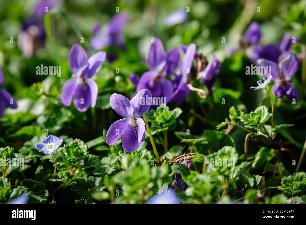 Lione (Francia), 23 febbraio 2021. Primi violetti di primavera nel parco della testa dorata. Foto Stock