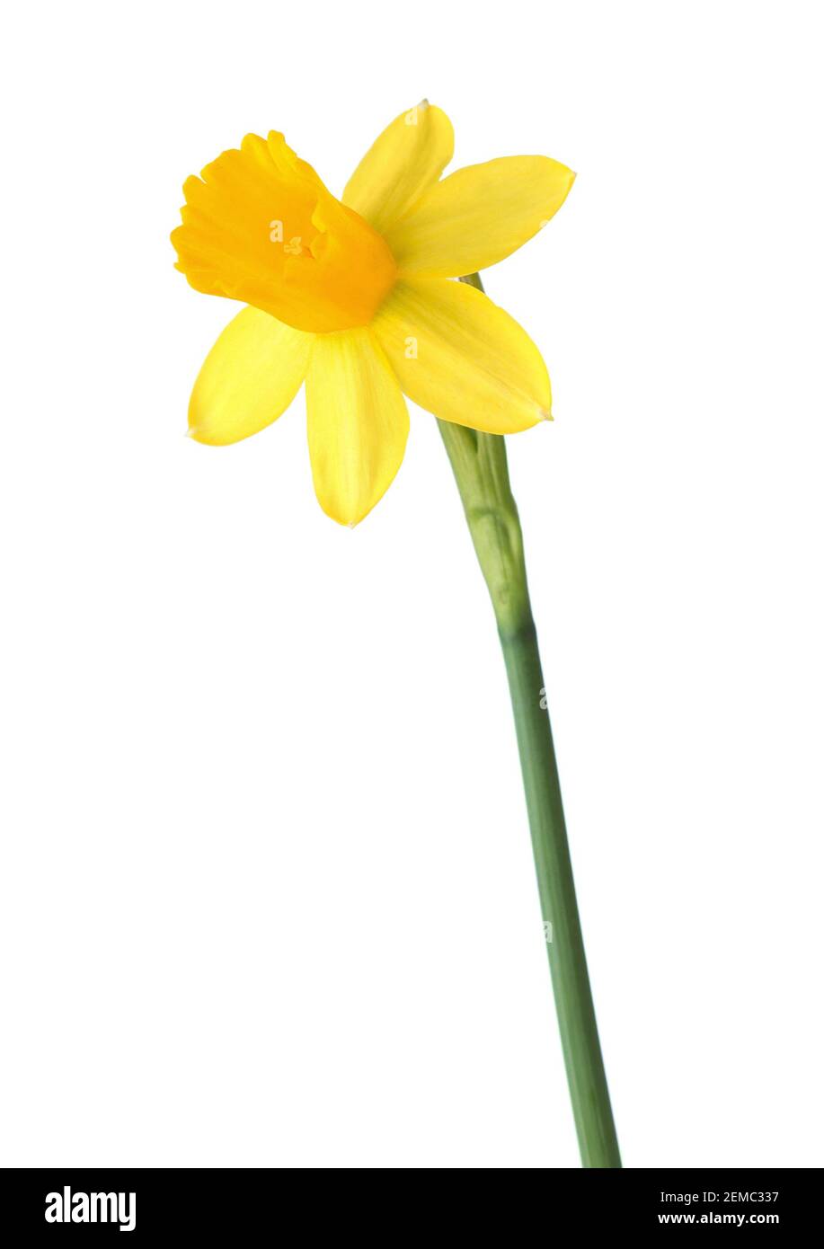 Fiore di giallo Daffodil (Narcissus) isolato su sfondo bianco. Foto Stock