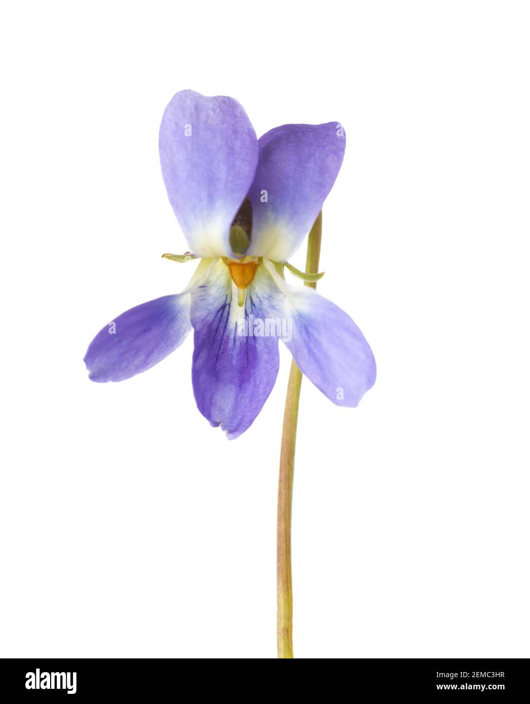 Fiore di legno viola (viola odorata) isolato su sfondo bianco. Profondità di campo poco profonda. Messa a fuoco selettiva. Foto Stock