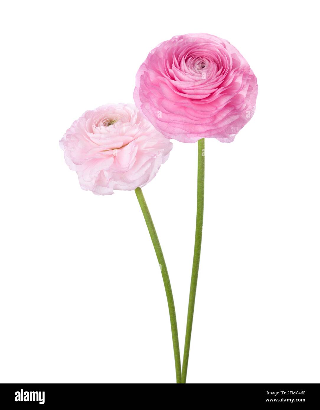 Due fiori di Ranunculus isolati su sfondo bianco. Buttercup persiano Foto Stock