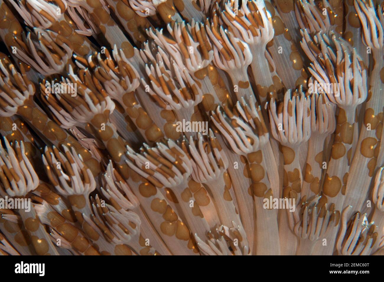 Pulse Coral, Xenia sp, con Acoel Flatworm, Waminoa sp, Malawi Wreck sito di immersione, Lembeh Straits, Sulawesi, Indonesia Foto Stock