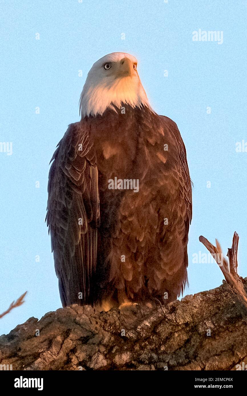 Aquila calva americana che poggia su un ramo di albero. Foto Stock