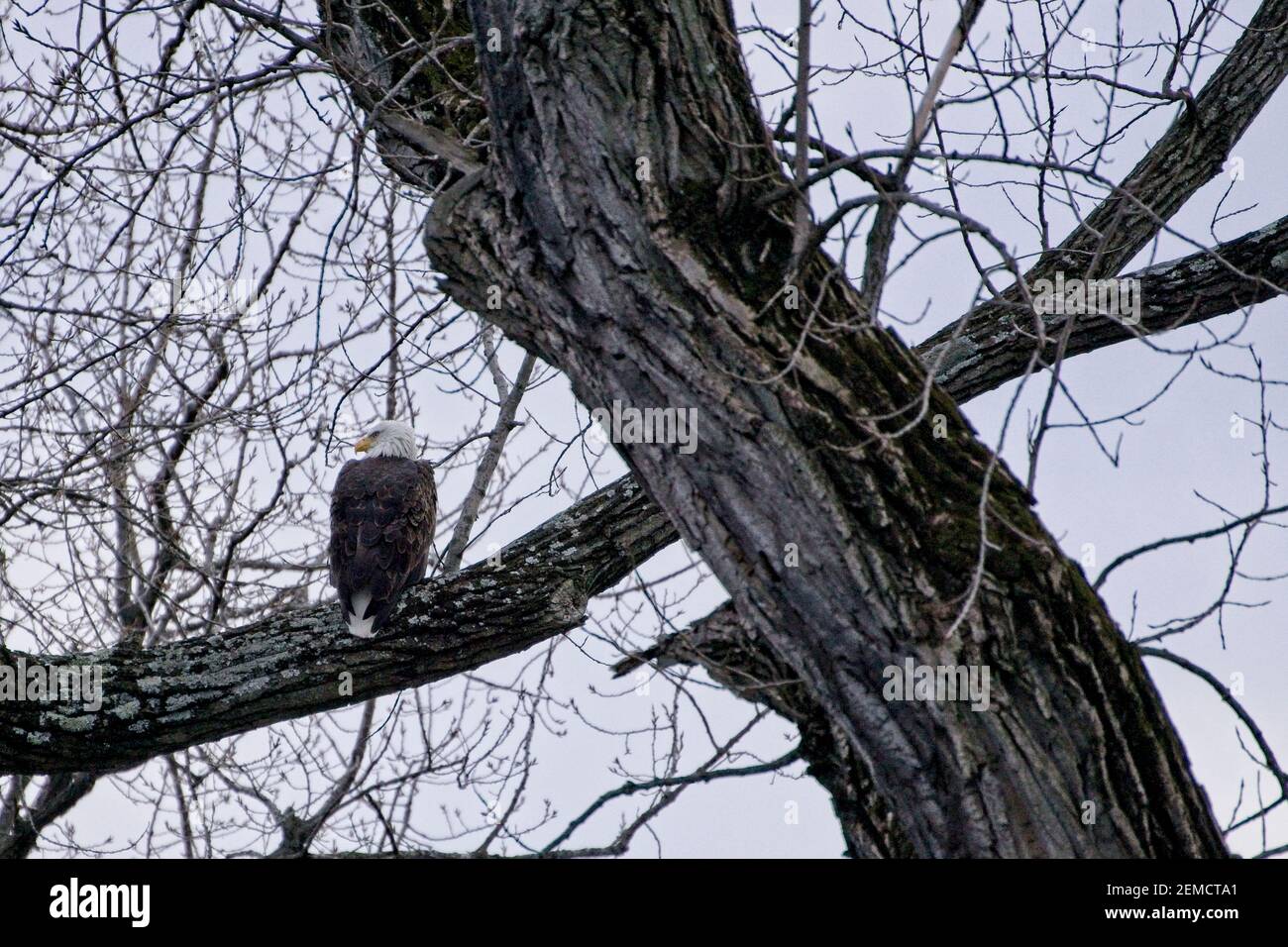 Aquila calva americana che poggia su un ramo di albero. Foto Stock