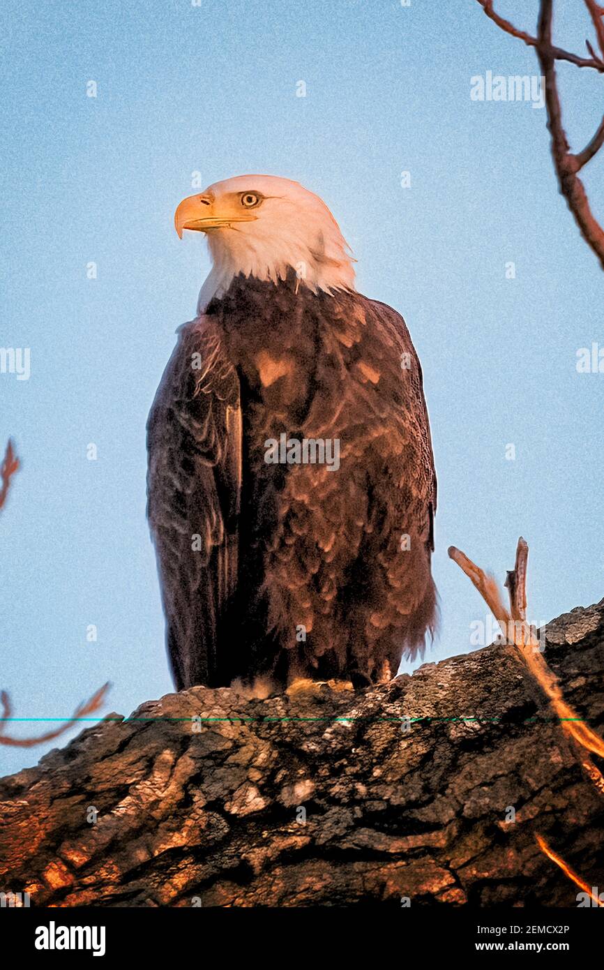 Aquila calva americana che poggia su un ramo di albero. Foto Stock