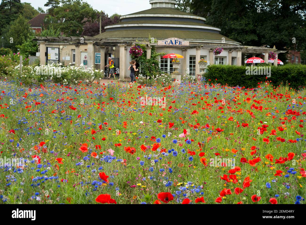 Prato di fiori selvatici a Preston Park, Brighton, East Sussex, Regno Unito. Foto Stock