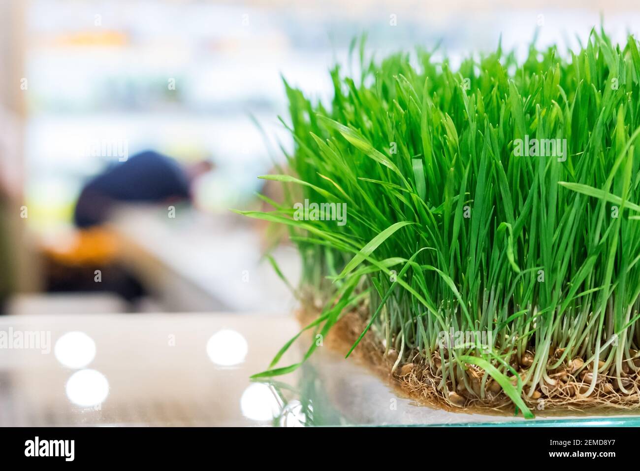 I cavoli freschi di cereali sul contatore bioproducts store Foto Stock