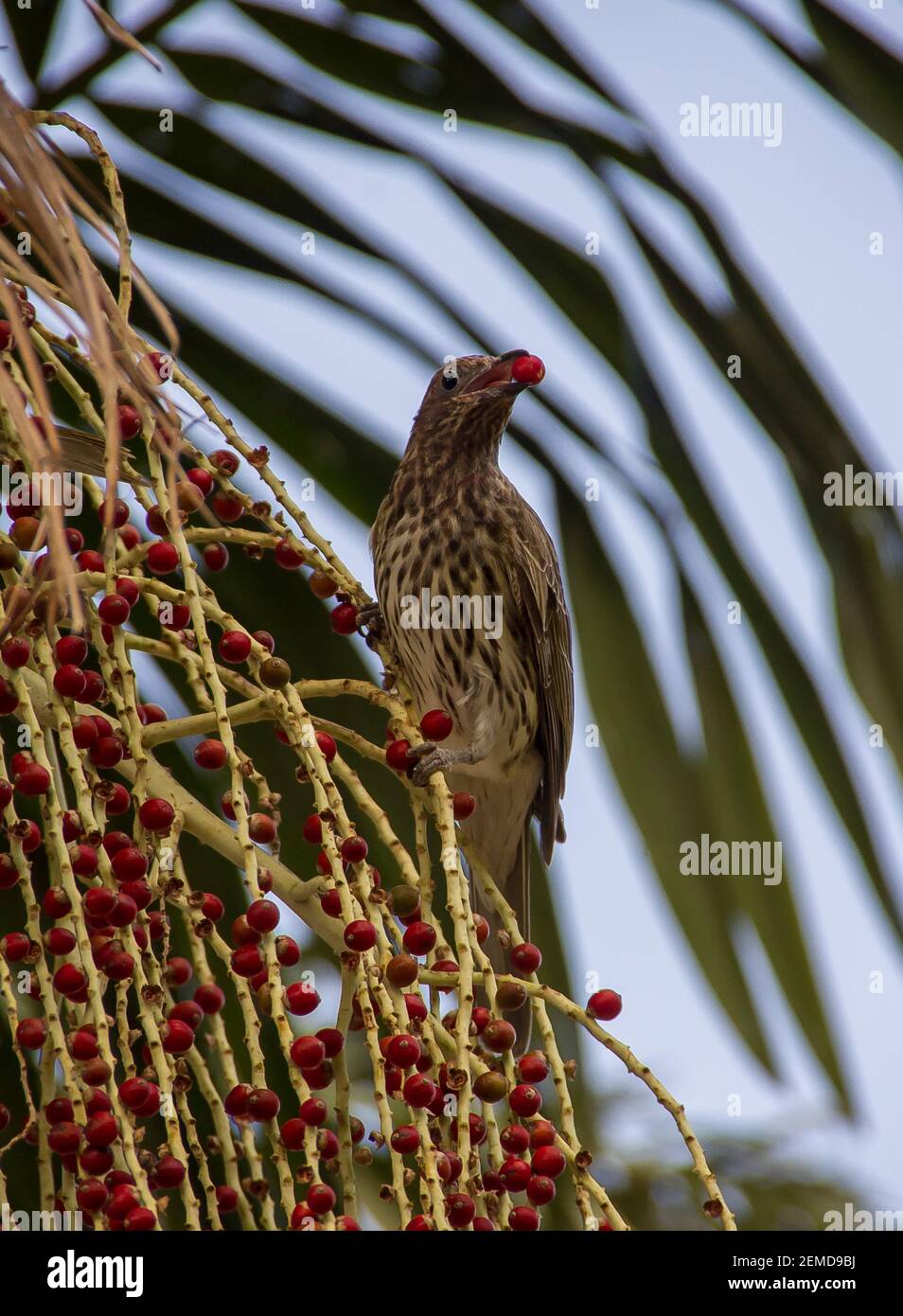 Una fionda verde australiana femmina (Sphecotheres vieilloti) che mangia bacche in una palma di bangalow (Archontophoenix cunninghamiana) in Qld, Australia. Foto Stock