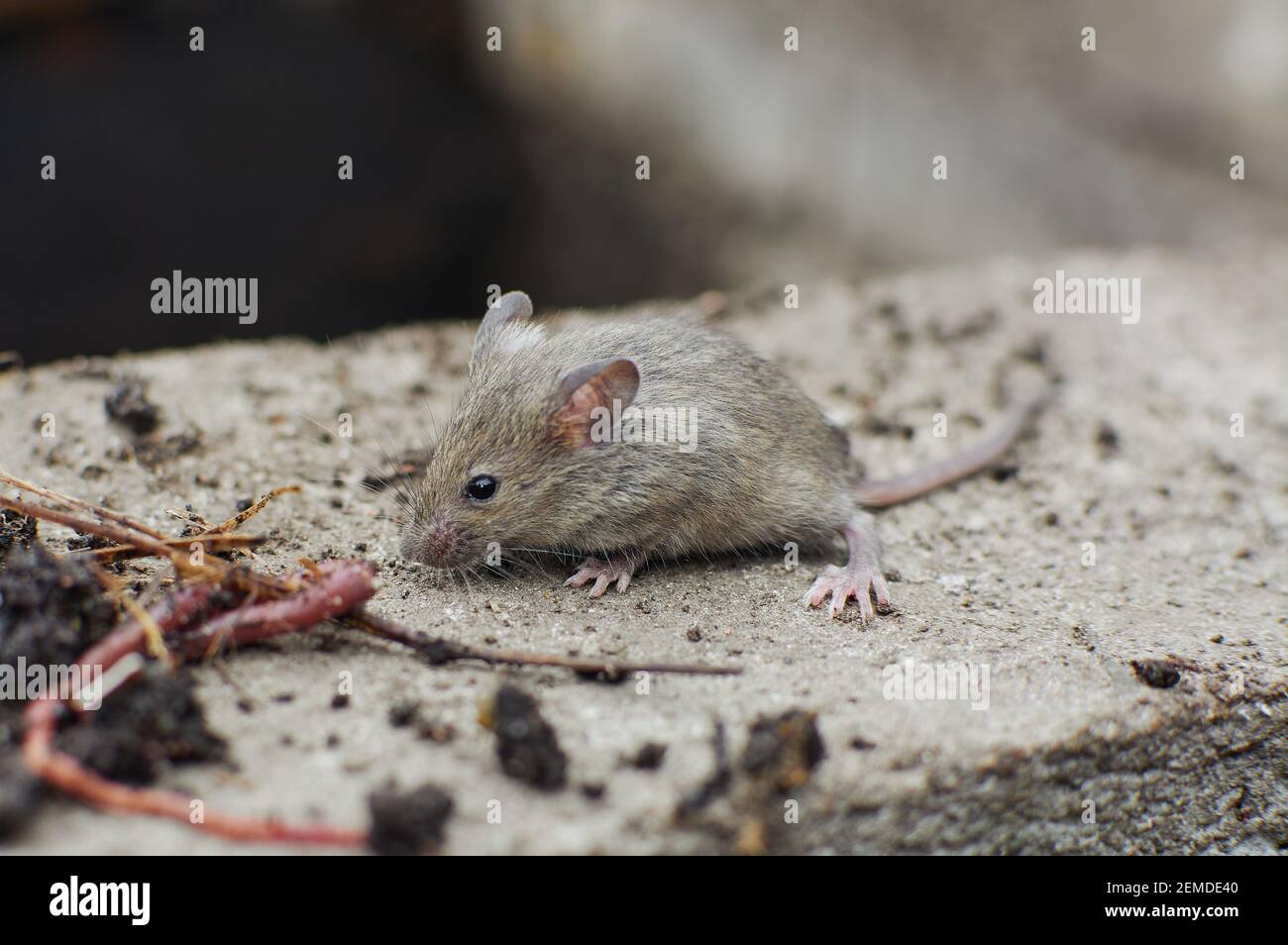 Piccolo mouse grigio. Roditore di campo. Topo spaventato in habitat naturale. Foto Stock