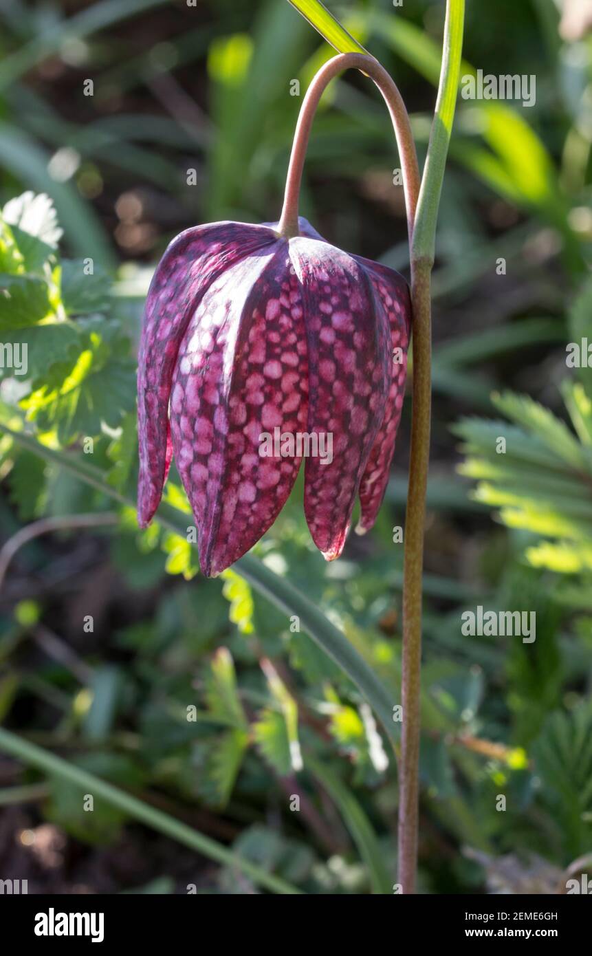 Un singolo serpente testa fritillary (Fritillaria meleagris) fiore su uno sfondo di foglie verdi (Inghilterra, Regno Unito) Foto Stock