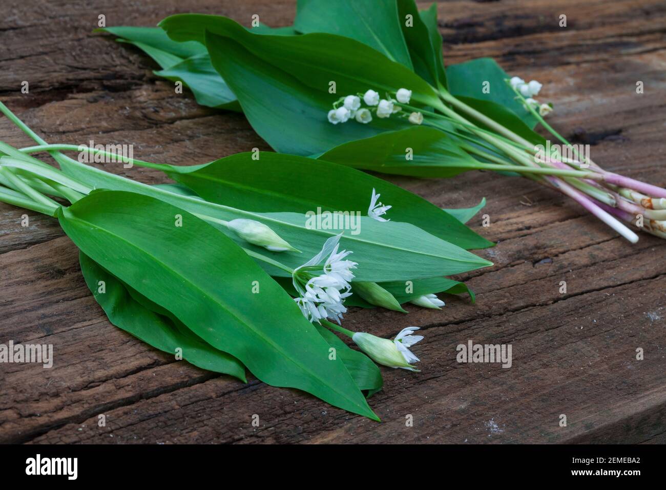 Vergleich Bärlauch (vorne) und Maiglöckchen (hinten), Blätter, Blatt, Blüten, Blüte. Bärlauch, Bär-Lauch, Allium ursinum, Ramsons, aglio di legno, Legno-G Foto Stock