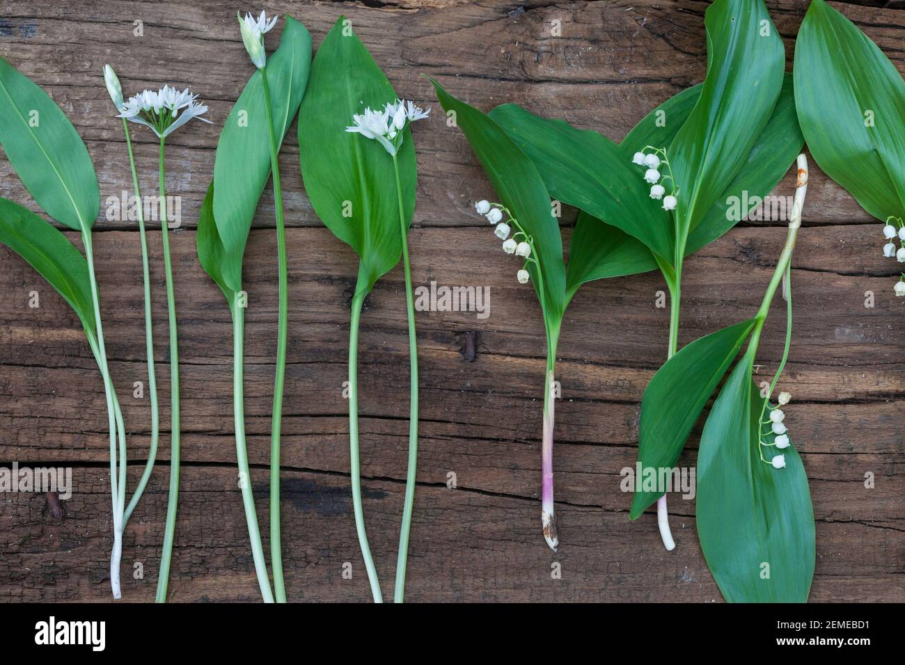 Vergleich Bärlauch (Links) und Maiglöckchen (rechts), Blätter, Blatt, Blüten, Blüte. Bärlauch, Bär-Lauch, Allium ursinum, Ramsons, aglio di legno, Legno-G Foto Stock