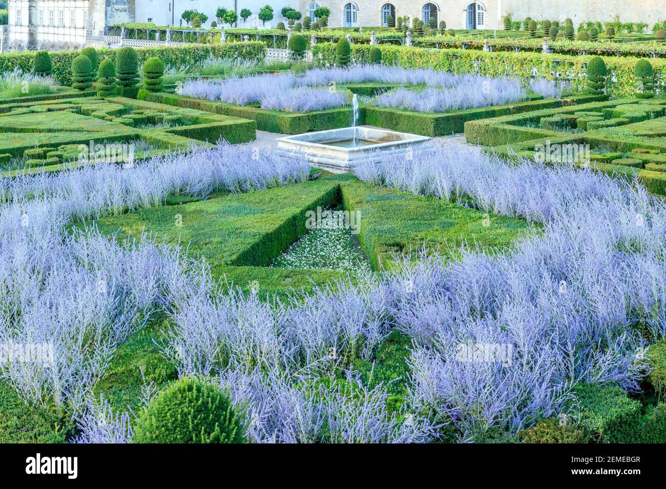 Francia, Indre et Loire, Valle della Loira dichiarata Patrimonio Mondiale dall'UNESCO, il castello e i giardini di Villandry, topiari scatola e tasso, fiore viola Foto Stock