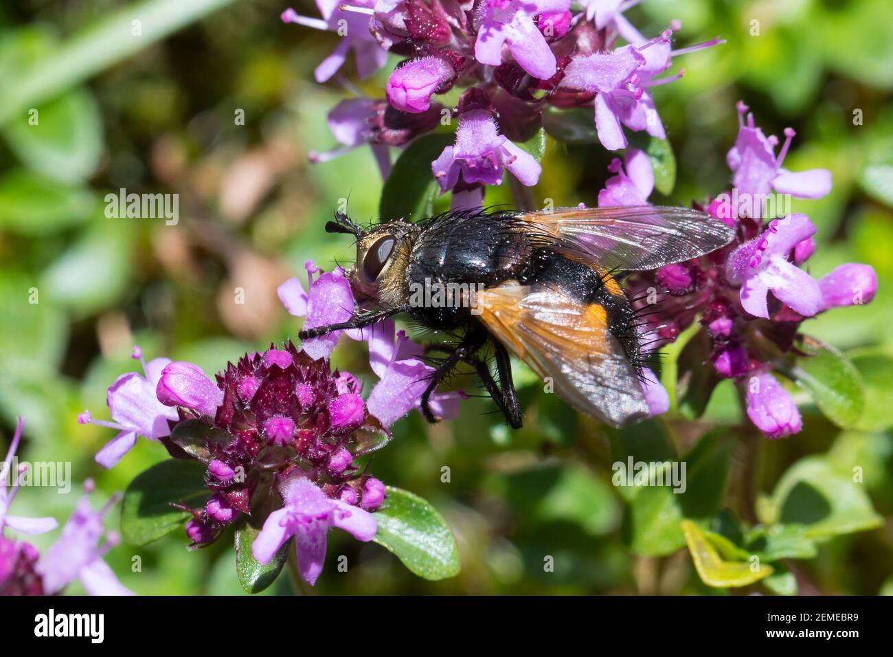 Raufenfliege, Borstenfliege, Nowickia ferox, Raufenfliegen, Tachinidae, Schmarotzerfliegen, tachinidi, mosche parassitarie Foto Stock