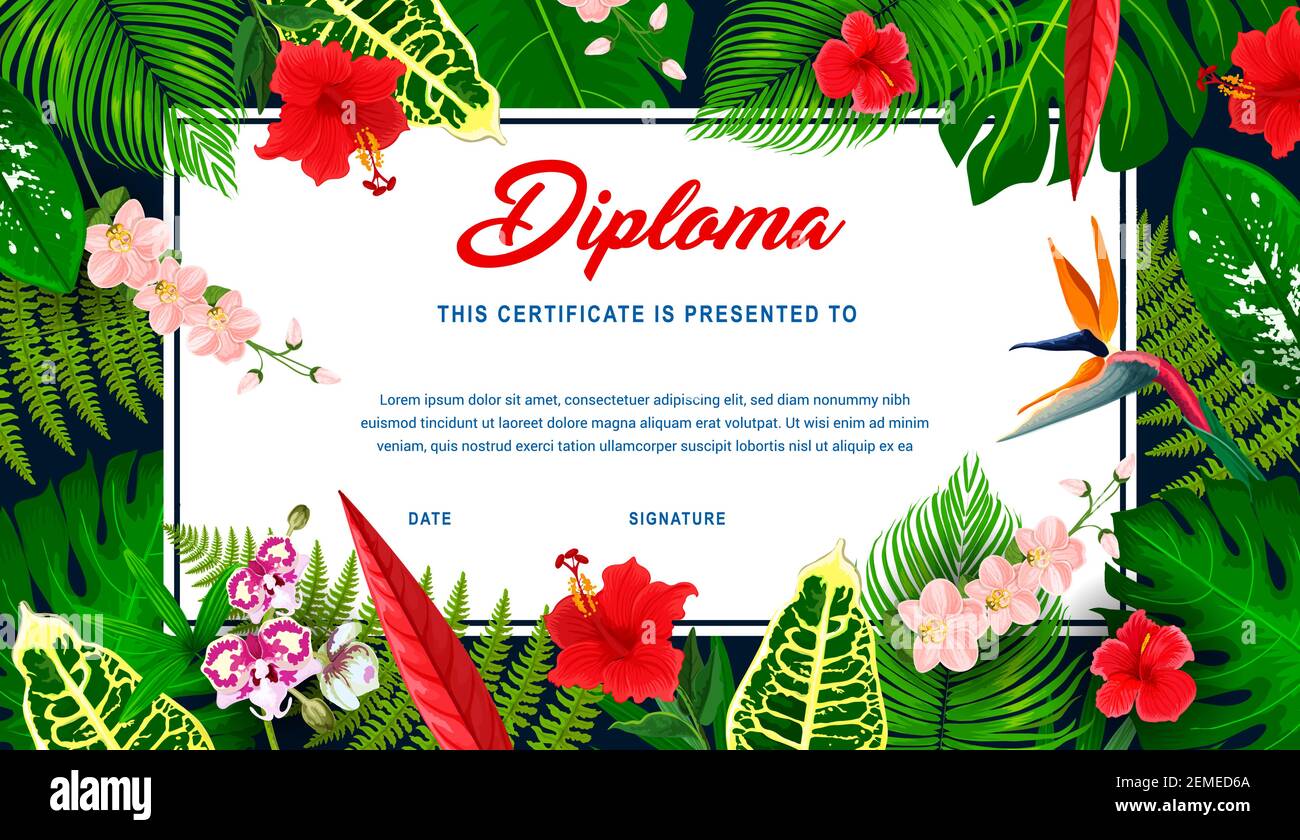 Diploma di bambino con piante tropicali e fiori. Certificato di educazione vettoriale in cornice di fiori esotici di ibisco, frangipani e orchidee, felci, palma Illustrazione Vettoriale