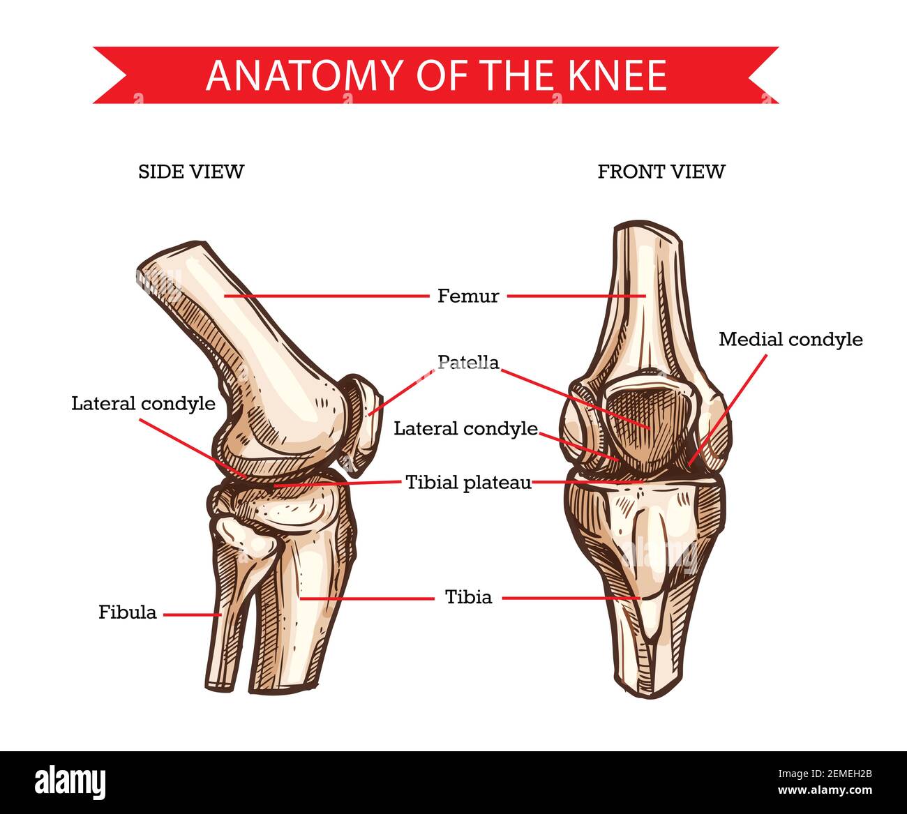 Anatomia del ginocchio umano schizzo vettoriale delle ossa delle gambe e delle articolazioni, disegno medico. Vista laterale e frontale delle ossa del ginocchio, del femore disegnato a mano, della rotula, della tibia e della f Illustrazione Vettoriale
