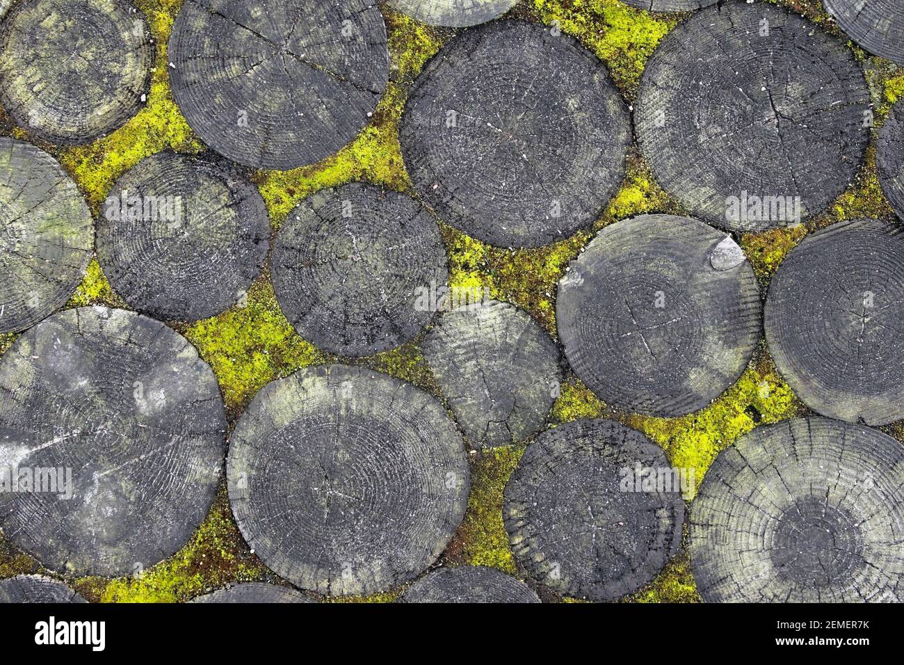Immagine astratta su tronchi concentrici in legno geometricamente disposti con muschio verde, foto a colori. Foto Stock