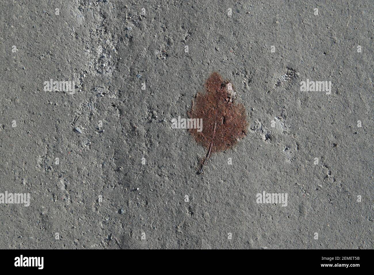 Fotografia astratta della natura: Foglia bruna caduta quasi fossilizzata su terreno grigio duro della città; foto a colori. Foto Stock