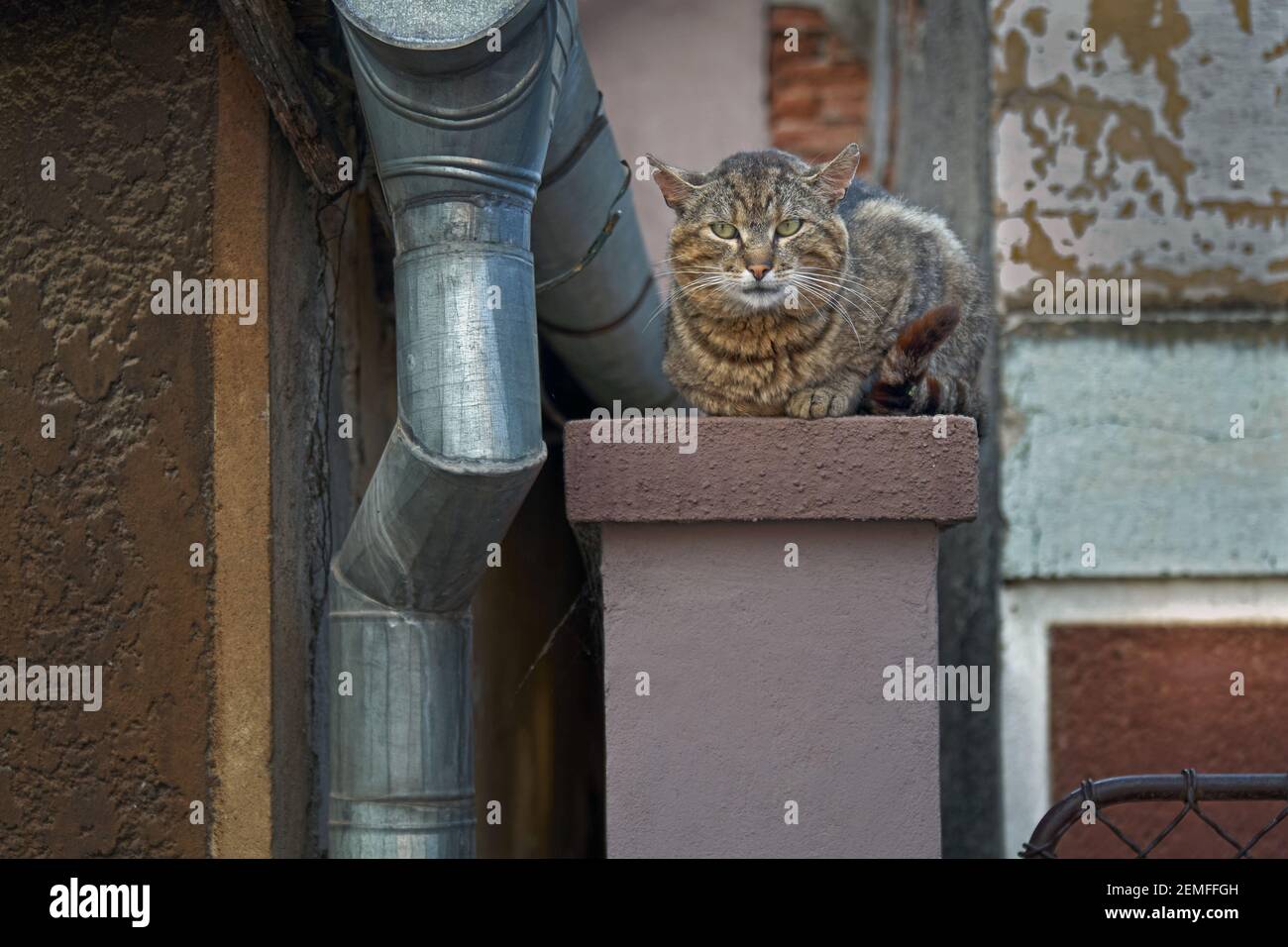 Gatto addomesticato vagato seduto sul tetto in agguato per preda; foto a colori. Foto Stock