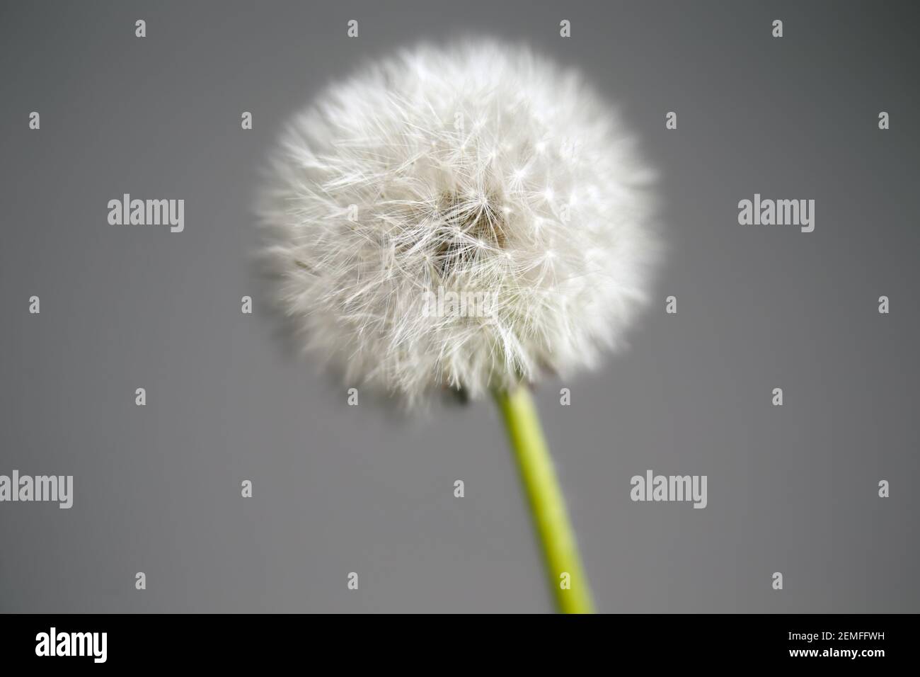 Primo piano seme di dente di leone intatto testa (taraxacum officinale) davanti a sfondo grigio; foto a colori. Foto Stock