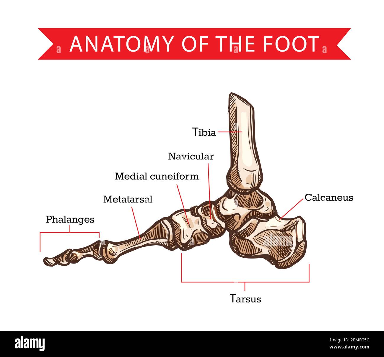 Disegno vettoriale delle ossa del piede dell'anatomia umana, disegno della medicina ortopedica. Vista laterale della gamba scheletrica con falange, metatarsal, tarsal e calcaneo, cun Illustrazione Vettoriale