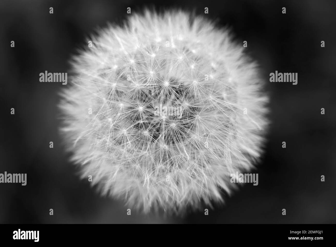 Taraxacum officinale fiore di dente di leone delicata struttura di semi con sfondo scuro; foto in primo piano in bianco e nero. Foto Stock