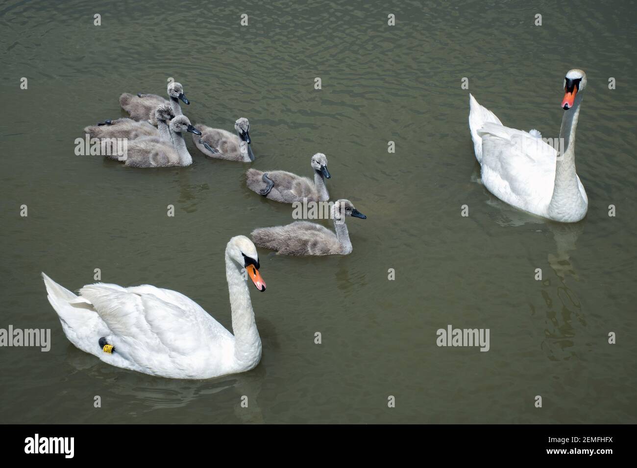 Uccello muto swan (Cygnus olor) famiglia con carino cygnets bambino che nuotano insieme in acqua verde lago Balaton, colore foto No. 2. Foto Stock