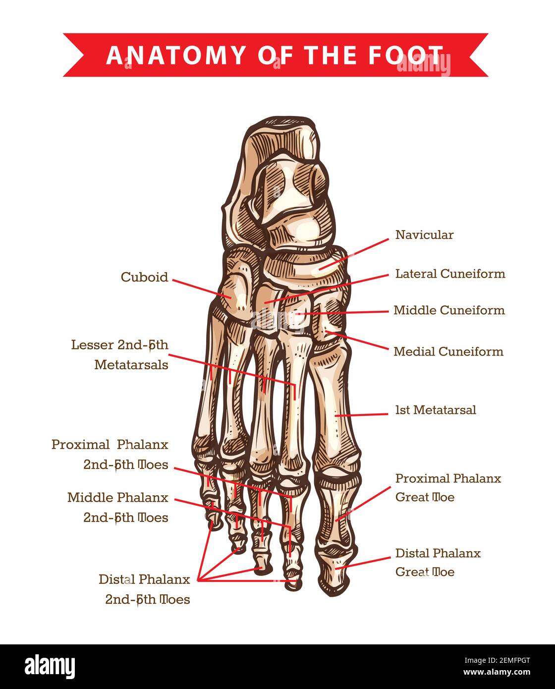 Disegno dell'anatomia delle ossa del piede umano della medicina ortopedica del vettore. Scheletro articolazioni delle caviglie delle gambe e falange dei piedi, cuboide, metatarsale, navicolare e. Illustrazione Vettoriale