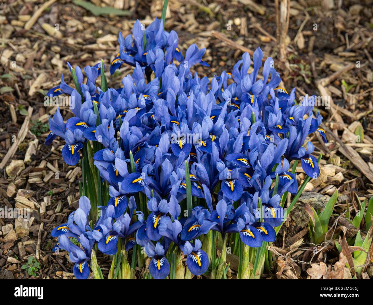 Un cerotto fiorito della nana Iris reticulata Harmony con caratteristici fiori blu Foto Stock