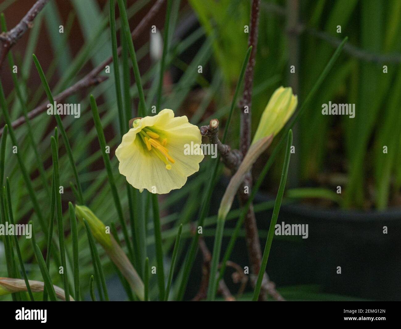 Un primo piano di un singolo fiore giallo pallido di Il nano daffodil Narcissus bulbocodio campane artiche Foto Stock