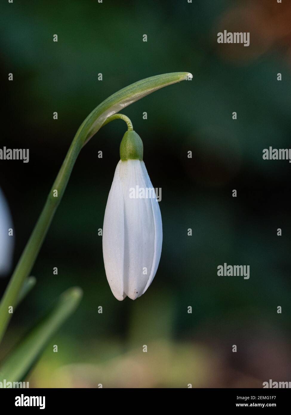 Un primo piano di un singolo germoglio del comune snowdrop Galanthus nivalis Foto Stock