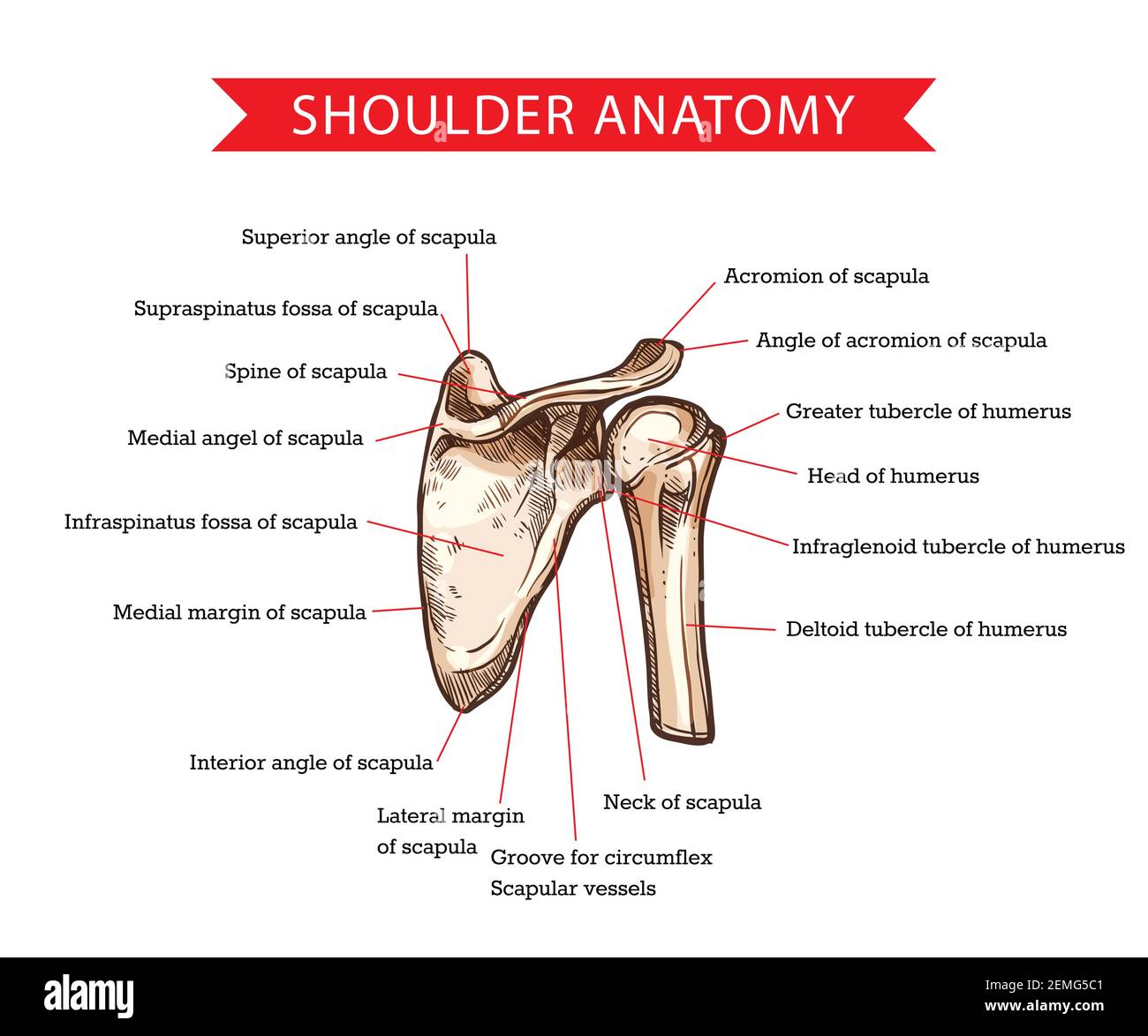 Anatomia della spalla umana con schizzo vettoriale di scapola e ossa omeriche, medicina e progettazione sanitaria. Schema scheletro spalla con testa e delto Illustrazione Vettoriale