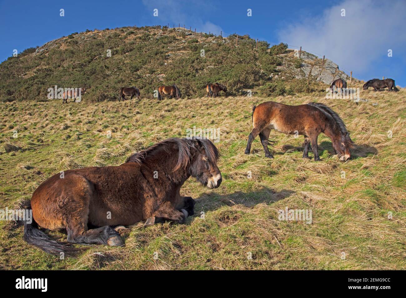 Traprain Law, East Lothian, Scozia. 25 febbraio 2021. UK tempo, Bad hair giorno per i 13 pony Exmoor, vento 37km/h raffiche di 54 km/h, vi hanno pascolato dal 2011. Introdotto a Traprain per motivi di conservazione, compreso il controllo degli incendi selvaggi dovuto le erbe lunghe durante l'estate. I pony sono ora bloccati sul lato sud, ha riferito che ciò è dovuto alla necessità del Consiglio di sgranare maggiormente il lato sud. Sono ancora in grado di rifugiarsi da forti venti che soffiano su quel lato a causa di rifugio naturale. Foto Stock