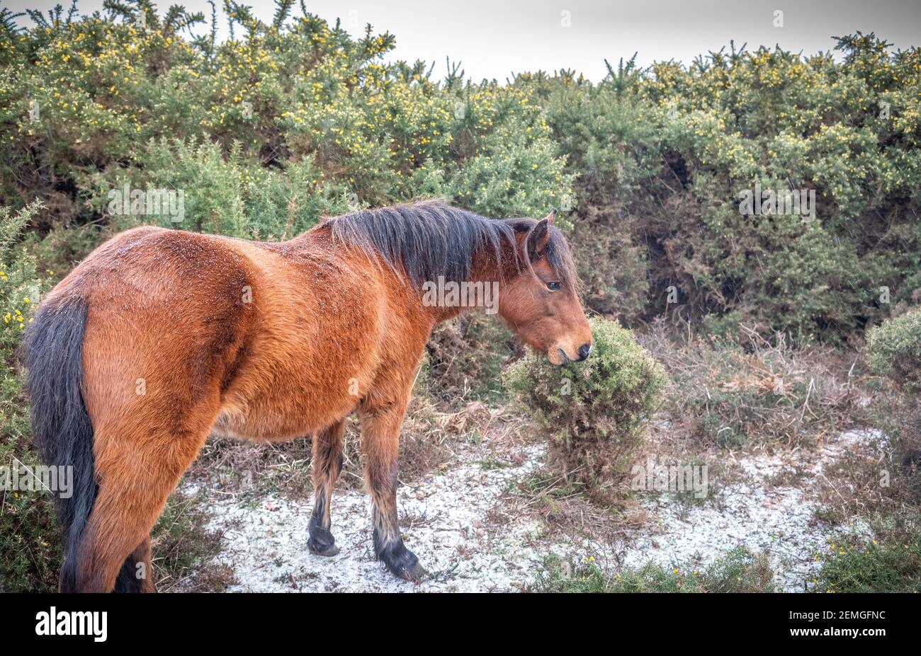 Pony New Forest in neve leggera Foto Stock