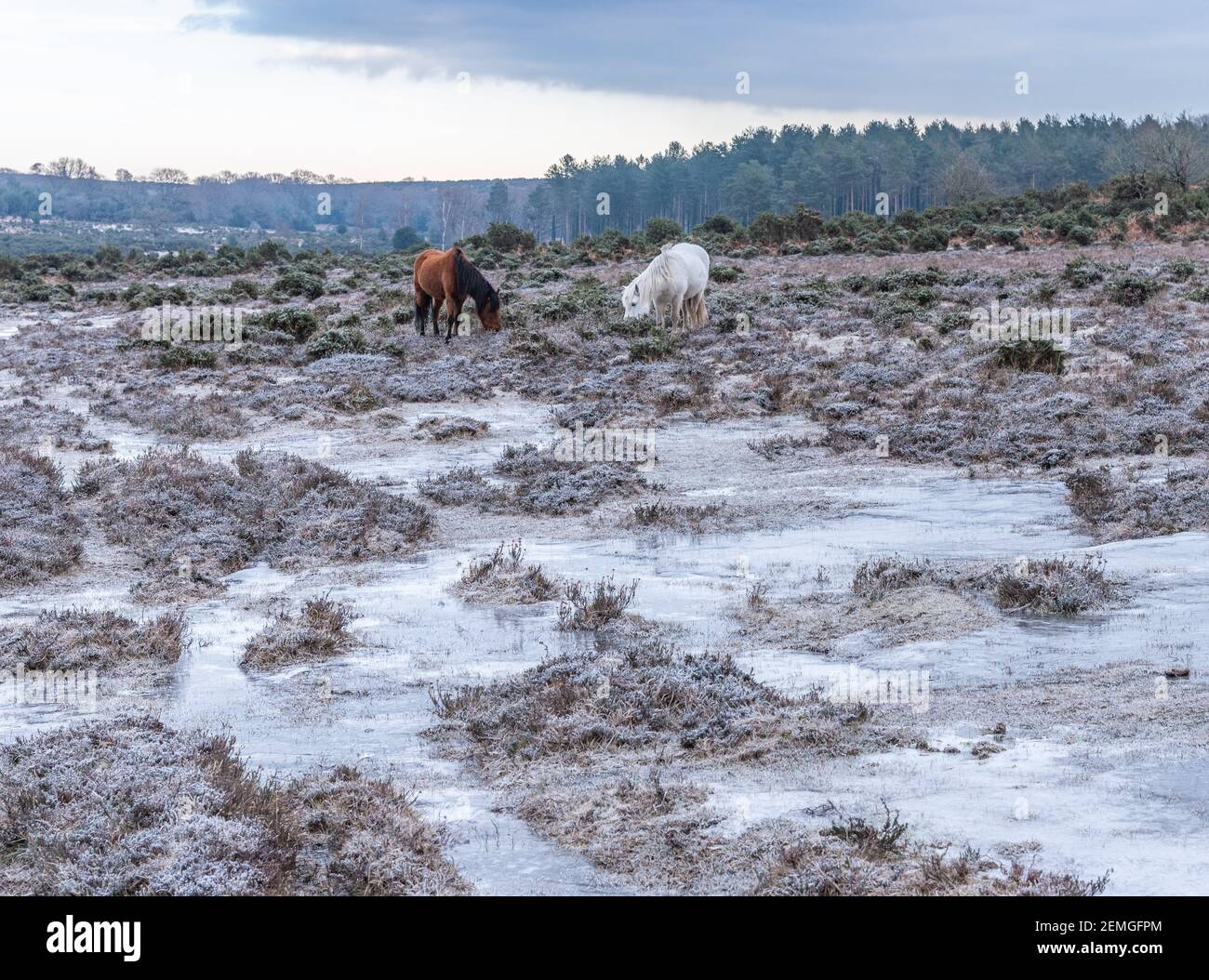 New Forest ponies paesaggio ghiacciato Foto Stock