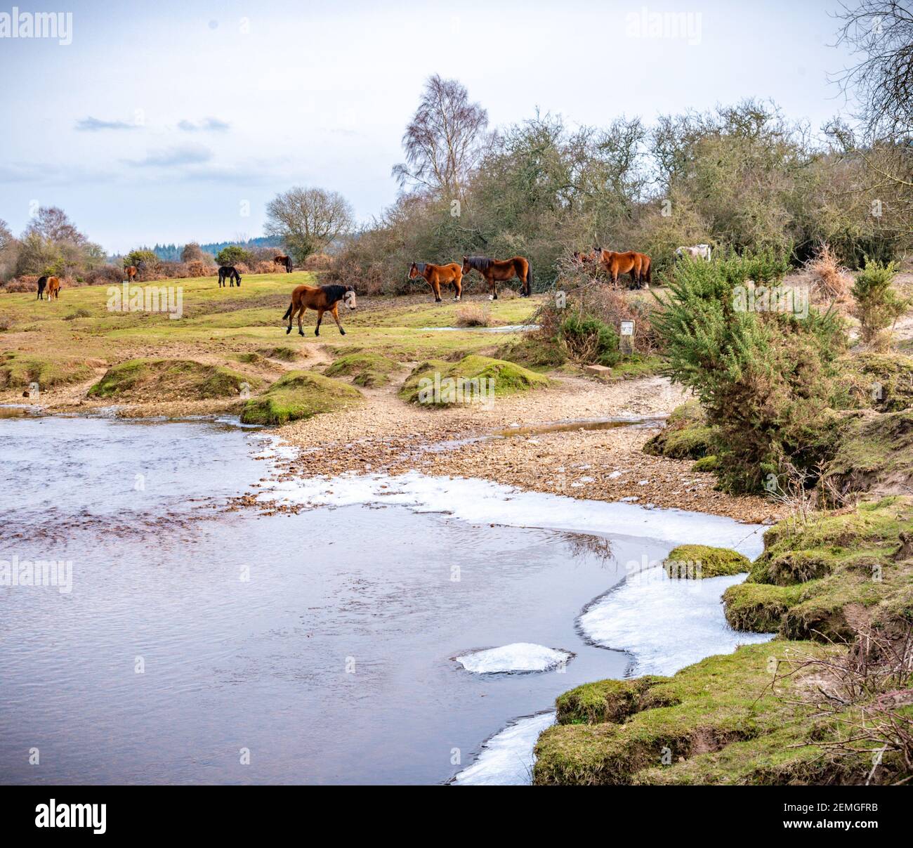 New Forest pony in streaming in inverno Foto Stock