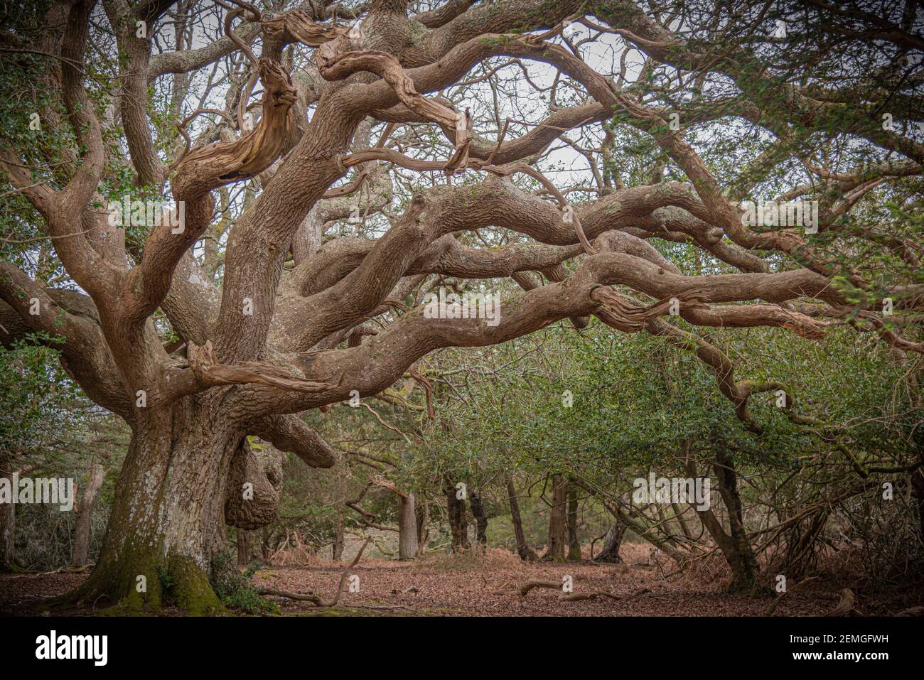 Enorme antico albero di quercia, New Forest, Regno Unito Foto Stock