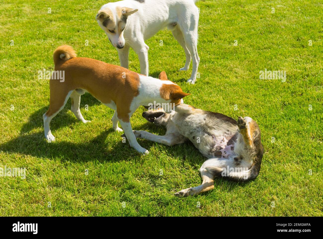 Basenji maschio cane morde nero femmina cane per mostrare cane maschio bianco più giovane (in piedi nelle vicinanze) che è leader nella famiglia canina Foto Stock