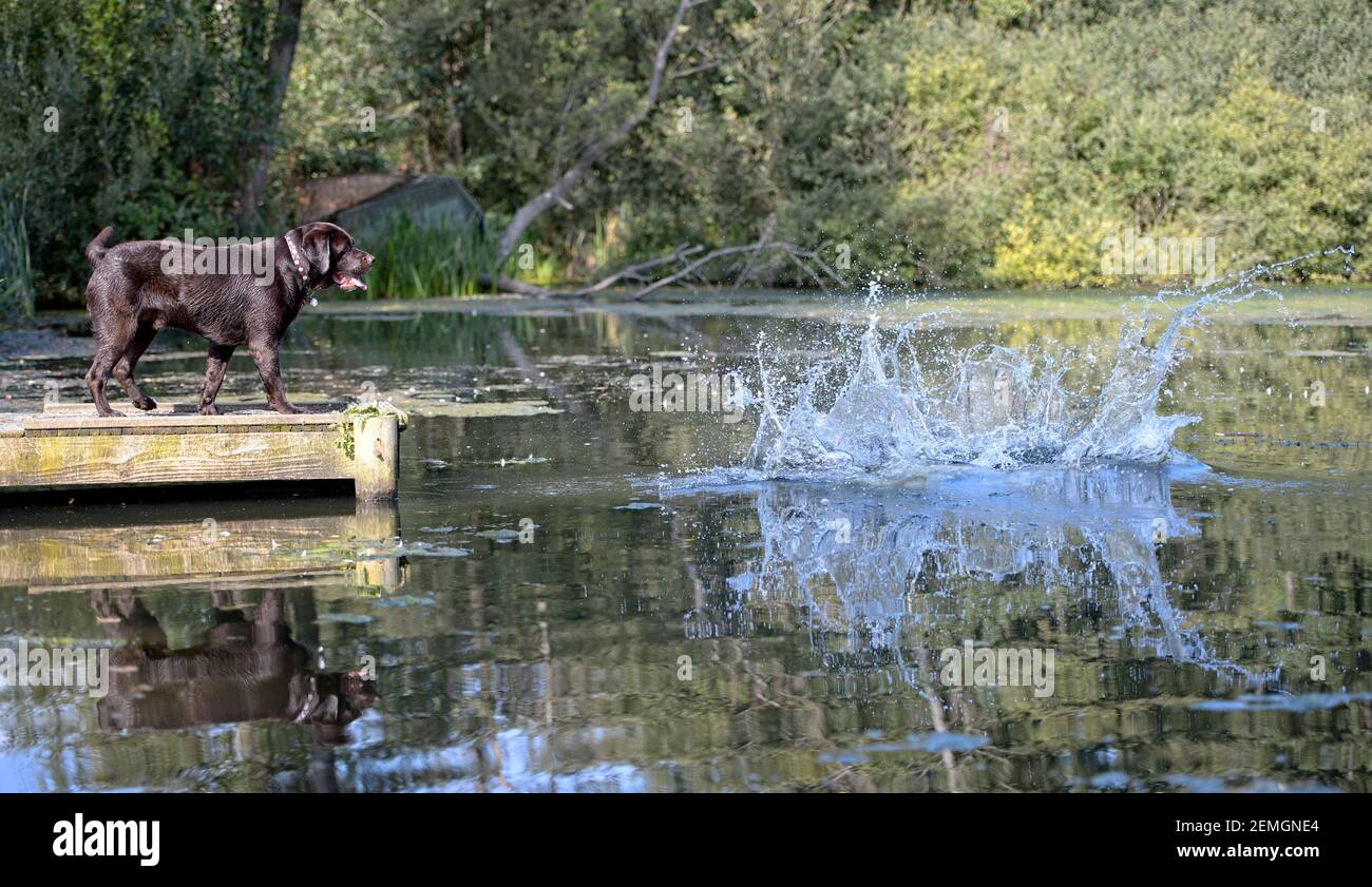 Chocolate Labrador Retriver Dogs giocare da un fiume Foto Stock