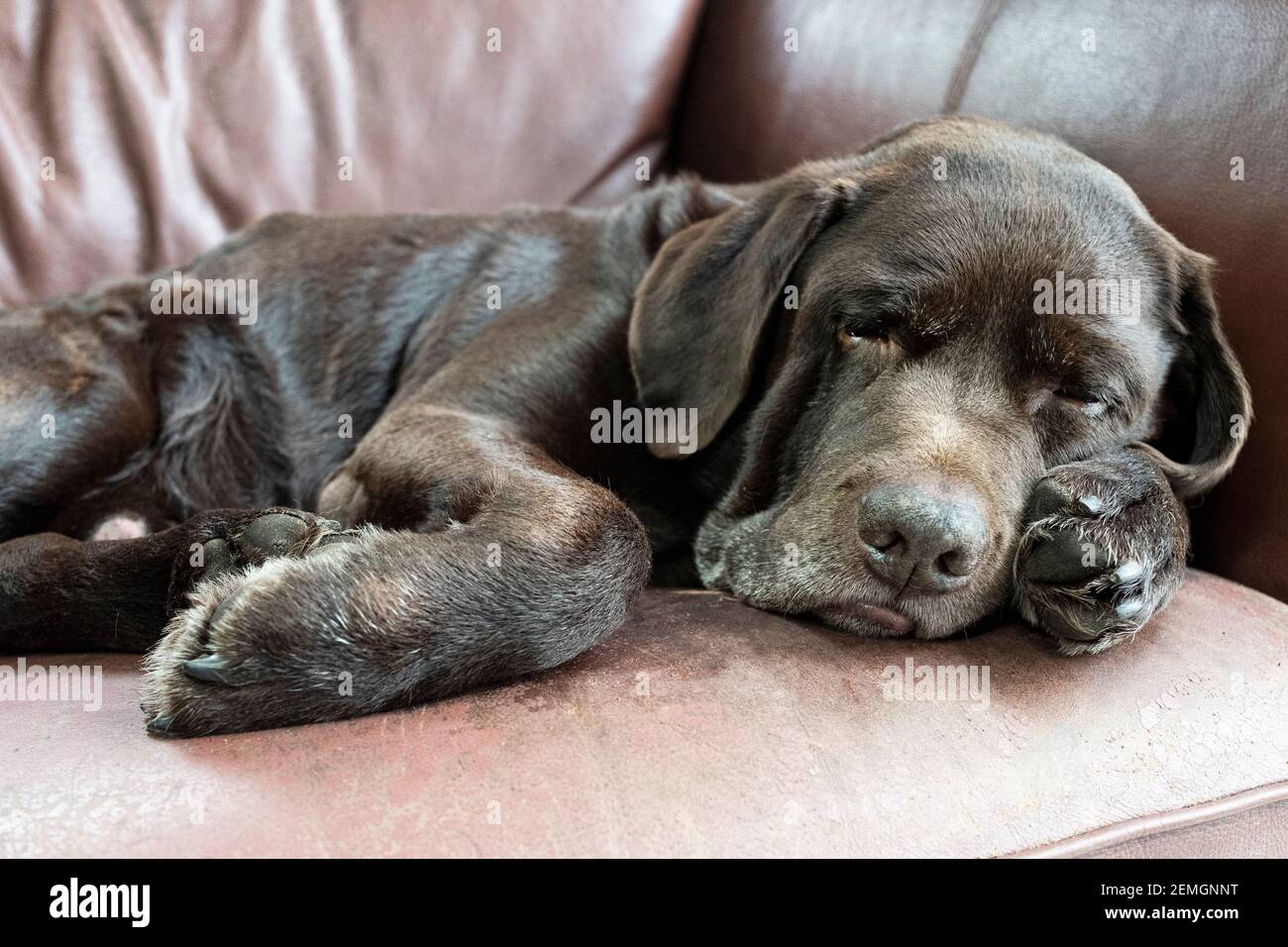 Labrador al cioccolato per adulti che dorme su un divano Foto Stock