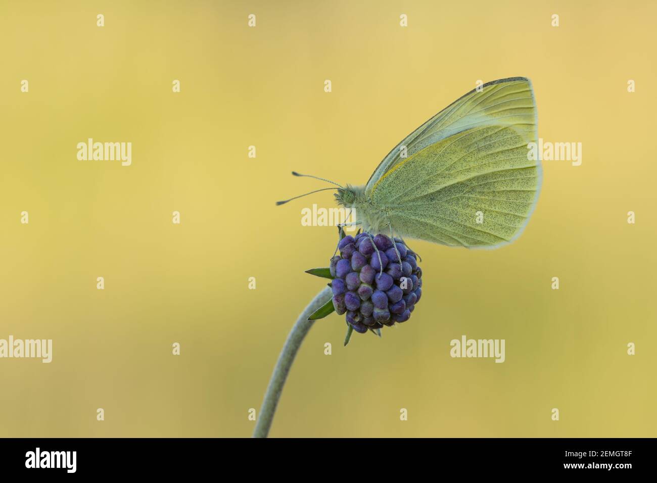 Una piccola farfalla bianca (Pieris rapae) che ruggeva su una testa di mare di un po' scabio dei diavoli, presa sulla collina di Cleeve, Cheltenham. Foto Stock