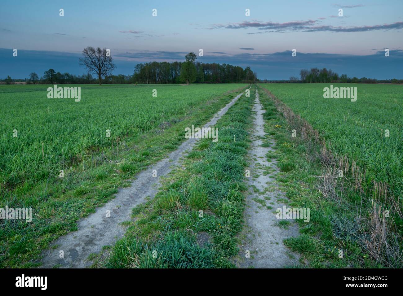 Una strada sterrata tra i campi verdi e il cielo serale, Nowiny, Polonia orientale Foto Stock