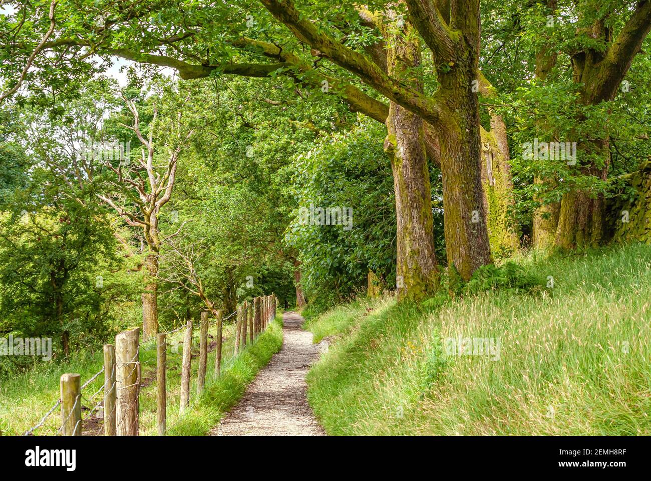Percorso escursionistico attraverso un'antica foresta al Lake District National Park, Cumbria, Inghilterra, Regno Unito Foto Stock